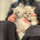 광주캐터리 | 부천고양이분양 캐터리 고민하는 시간에 이미 누가 채갔을걸