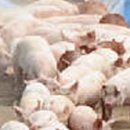 김판정농장 이미지