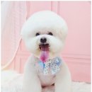 메리몽드 펫살롱 | 부산 사직동 맞춤 애견미용 메리몰펫샵 사직점 모질 개선부터 스파까지 가능한 프리미엄 펫살롱