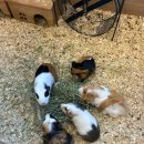 쥬니멀 반려동물카페 이미지