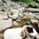 아다네일 이미지