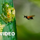 Frog Defends Eggs From Wasps |BBC Earth 이미지