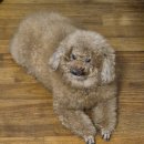 수애견 | [익산/어양동] &#34;수뷰티샵&amp;수애견미용&#34; 애견목욕 솔직후기 익산애견미용 추천!