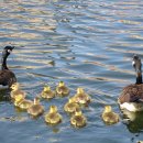 호숫가의아침 이미지