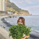 “울릉도 봄나물은 햇볕이 아니라 바람이 키웁니다”[전승훈 기자의 아트로드] 이미지