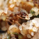 개미 농장 이미지