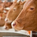 옥천한우농장 이미지