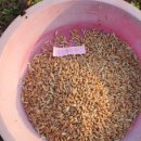 고랑정미소 이미지