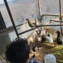 효준농장 이미지