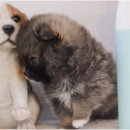 몽냥몽냥강아지분양 - 송파구 올림픽로12길 26 | 몽냥몽냥강아지분양