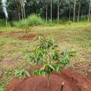 유치1농장 이미지