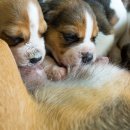 로얄 도그앤캣 메디컬센터 이미지