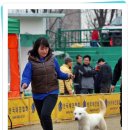 마한애견훈련학교 Daum카페