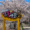 지도 왕벚나무길 이미지