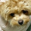 연경동물병원 이미지