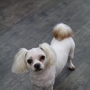 뽀삐살롱 이미지