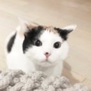 슬로우스텝