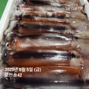 지금이 바로 저장시기 ! 대사이즈 생물 초코오징어 보고가세요~ 이미지