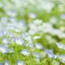 바람향기 이미지