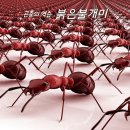 신비 동물의 왕국 - 일요특집( 2022 3월 13일 '일' ) 이미지