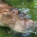 HIPPO 이미지