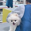 울산애견미용학원