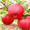 천혜농장 이미지