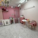 포포펫살롱 이미지