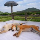 개팔자상팔자 이미지