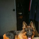 우리 애견 이미지