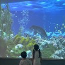 41190-01-07-043 | 단양 당일치기 여행코스 추천! 아이와 함께 다녀온 단양 고수동굴 &amp; 다누리아쿠아리움