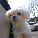 서사라 동물병원 이미지