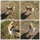 도기헤븐 이미지