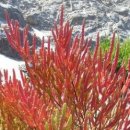 함초농장 이미지