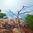 293차 강원도 영월 구봉대산(870m) 정기산행안내(26.9.13. 일) 이미지