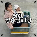 540 | 울산 얼음썰매장, 삼동면 보은리 540 솔직후기 및 준비물 팁까지