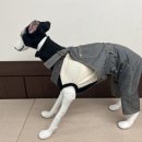 강아지 뷰티 이미지