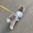 펫콤동물병원 | [리뷰] 펫콤 반려동물온라인등록 및 강아지민증 후기 두번째