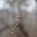 겨울눈 공부하기 (5) 이미지