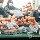전북계란영농조합 디지털타임스