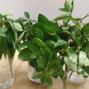 새생명의료기 이미지