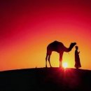 낙타 이미지