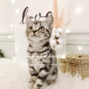 진주강아지분양 고양이분양 미유펫 이미지