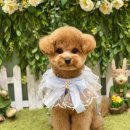 카멜리몽 이미지