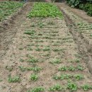 상조농장 이미지