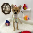 샤멍샤멍 이미지