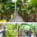 두륜산농장 | 생생정보 수확의 달인 전남 해남 바나나농장 바나나파는곳 가격 주문 체험방법(+위치 체험문의)