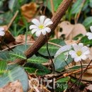 할미섬