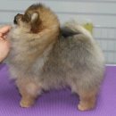 Pom생Pom사 이미지