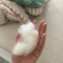 이음(Eeum) | 래미 털로 만든 세상에 하나뿐인 털오브제, 이음 메모리얼스톤 후기 🤍